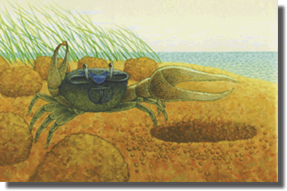 fiddler crab