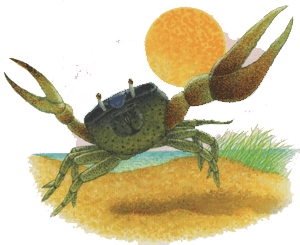fiddler crab